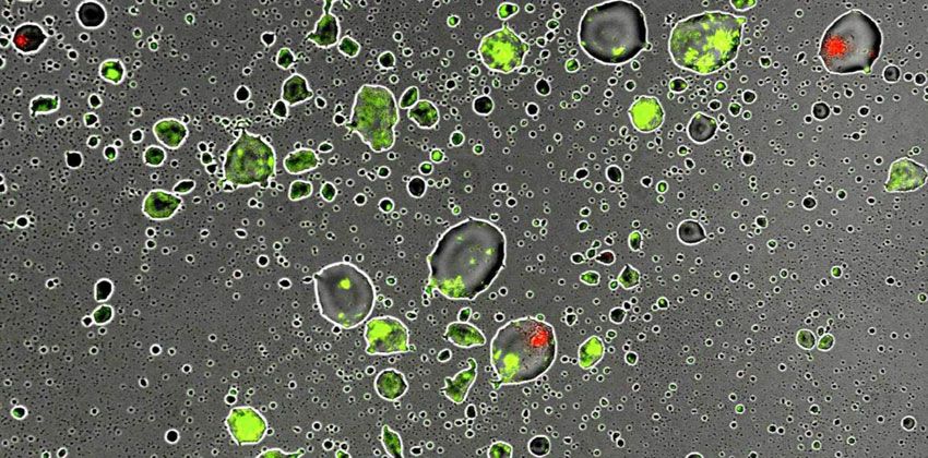 بكتيريا النبات