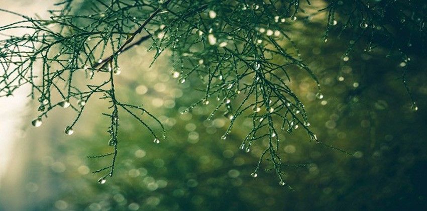 رائحة الأمطار