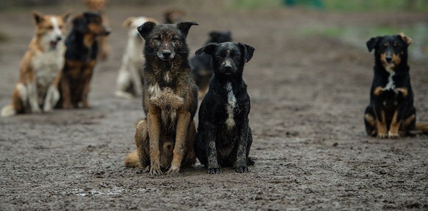 أخطر 3 أمراض تصيب الحيوانات والبشر