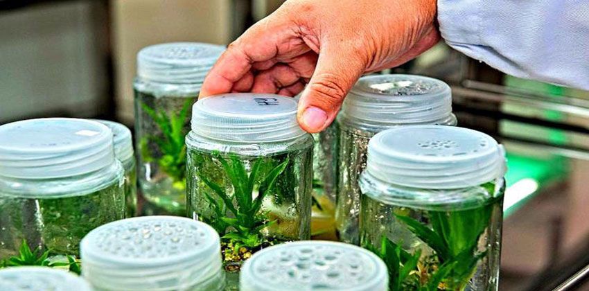 النباتات لا وعي لها