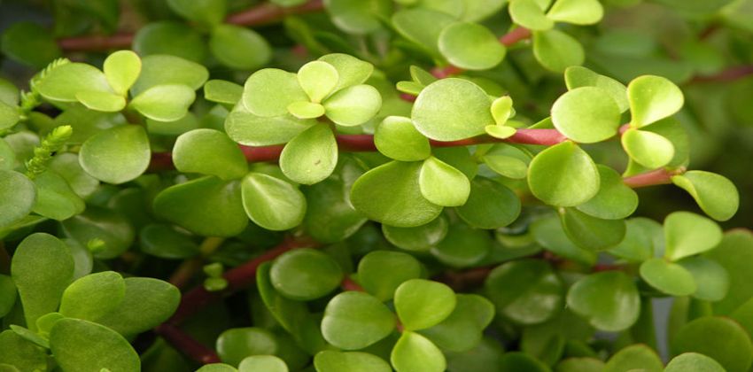 نبات دمعة الطفل