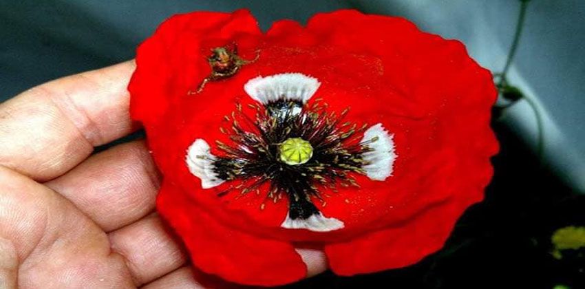 شقائق نعمان البقع البيض