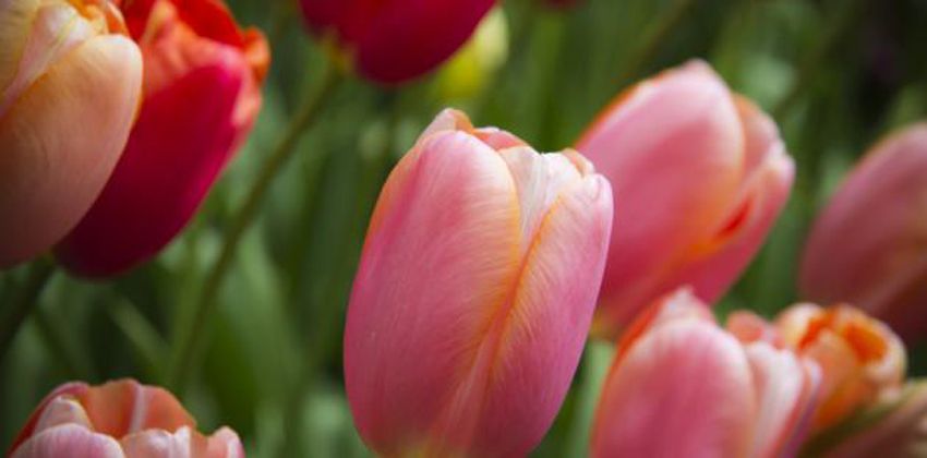 زهرة التوليب