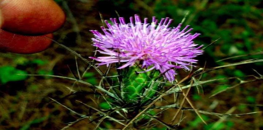 زهرة شوك إطلالة الموت