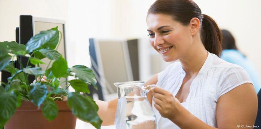 جدوى النباتات المنزلية في تنقية الهواء