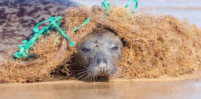 الشباك التائهة
