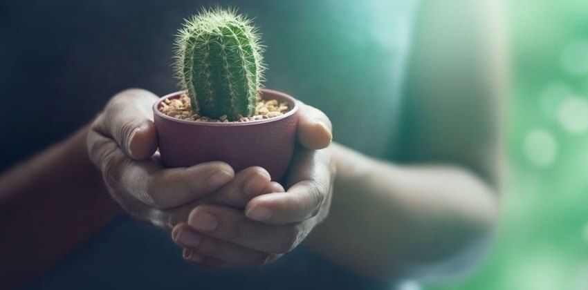 النباتات الأكثر فائدة والأخطر في المنزل