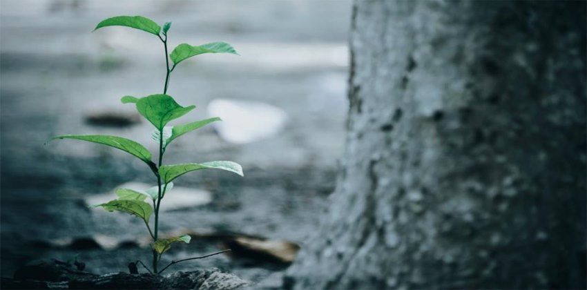 إنقاذ الأرض