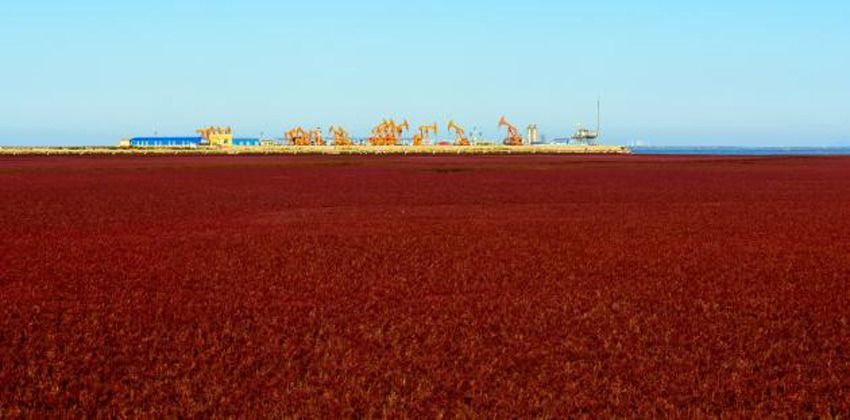 الشاطئ الأحمر في الصين