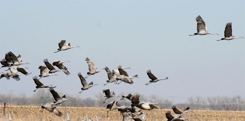 تضاؤل أحجام الطيور