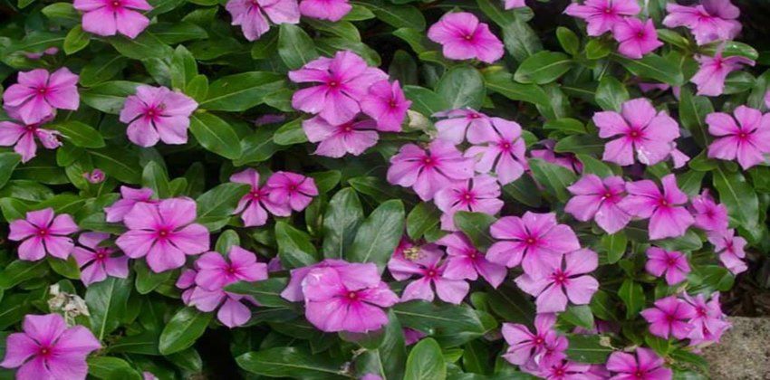 نبات الونكا