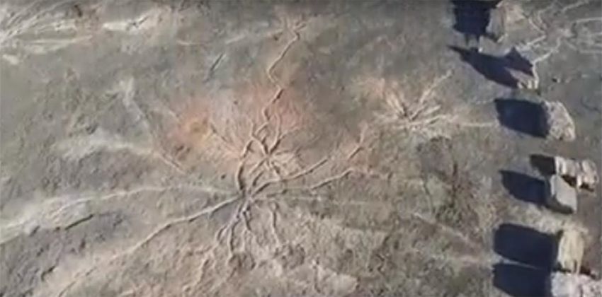 أقدم غابة متحجرة