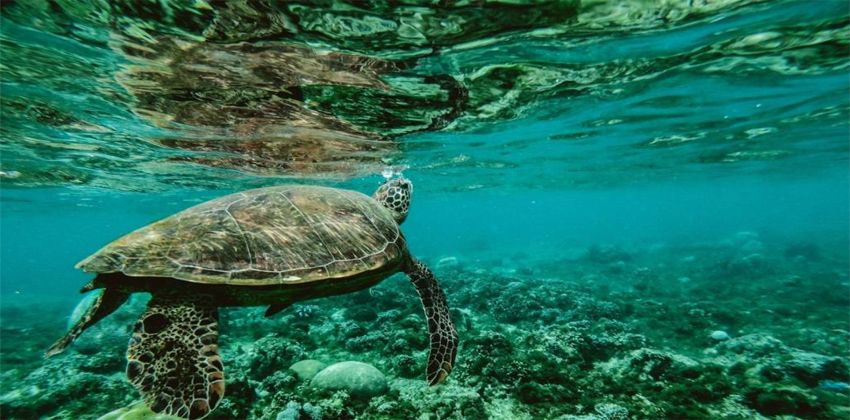 لماذا فشلت الدول العربية المتوسطية في حماية بيئاتها البحرية؟