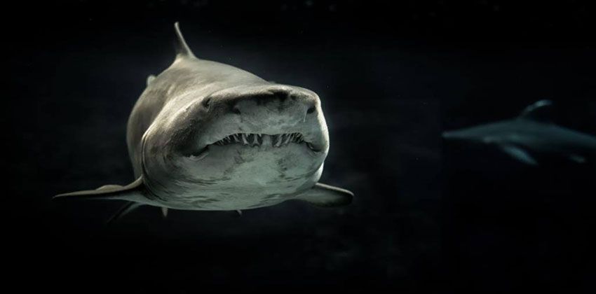 منطقة بحرية ميتة