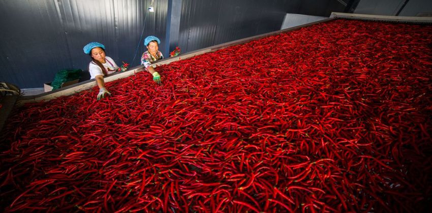 الفلفل الحار