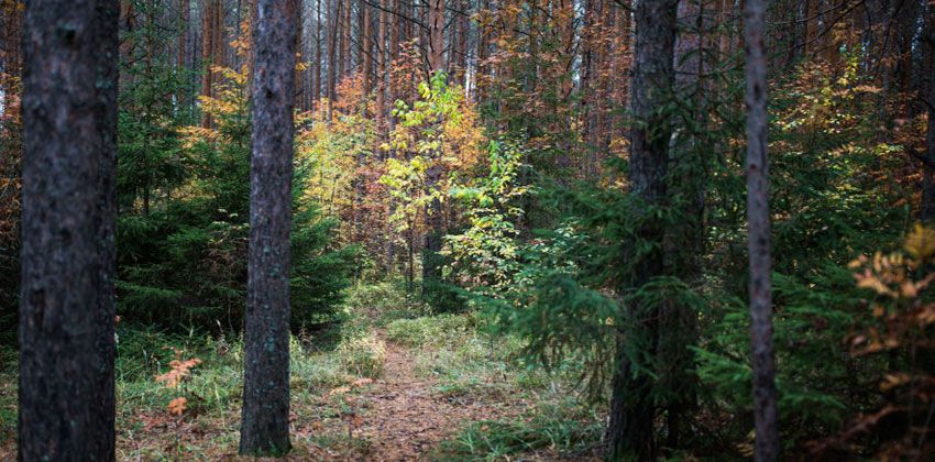 قطع الأشجار غير القانوني