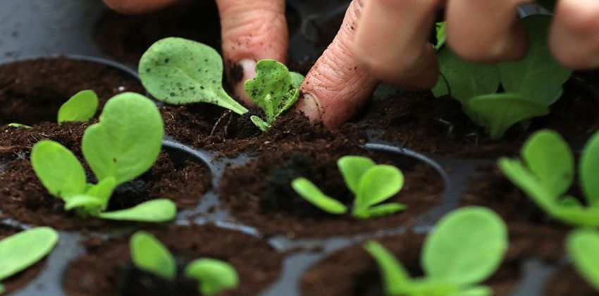 نبات يتغذى على الضباب