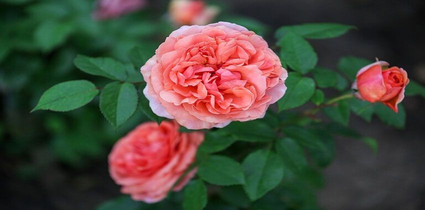 الوردة الشامية