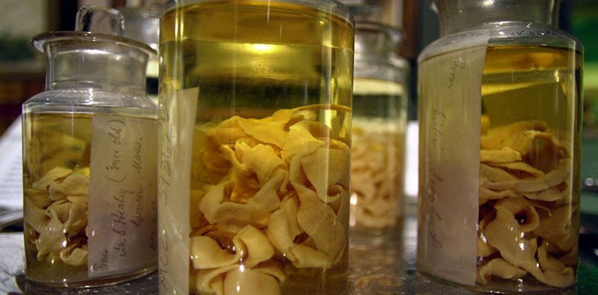 الدودة الشريطية