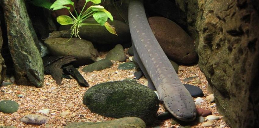 أسماك صاعقة تنتج جهداً كهربائياً