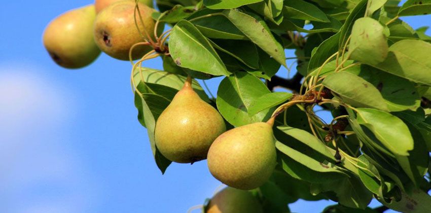 تعرف على فوائد الكمثرى الصحية للإنسان