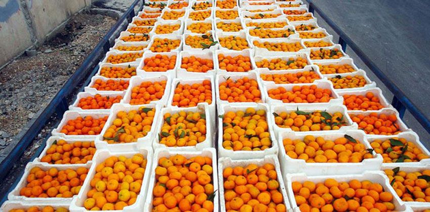 الحمضيات السورية