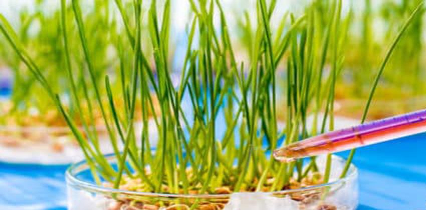 الأغذية المعدلة وراثيًا