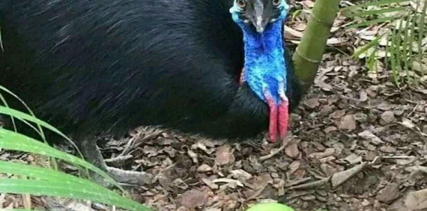 طائر الكاسوري