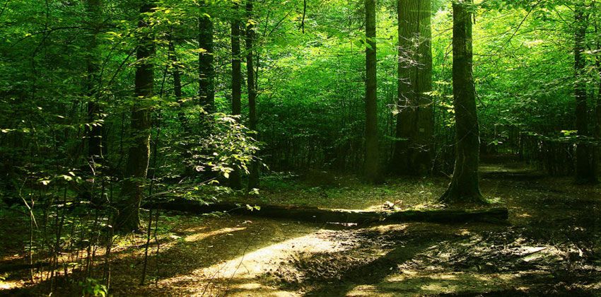 أقدم أشجار عمرها 386 مليون سنة