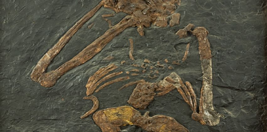 الإنسان الغامض