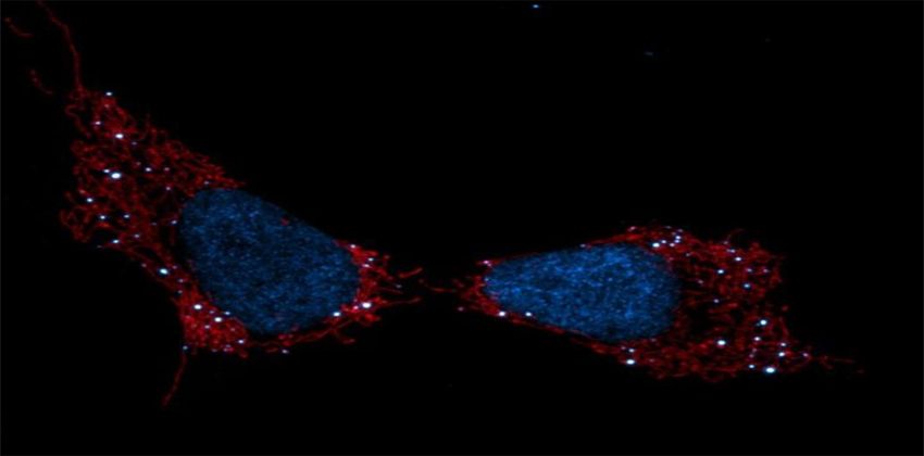 الميتوكوندريا