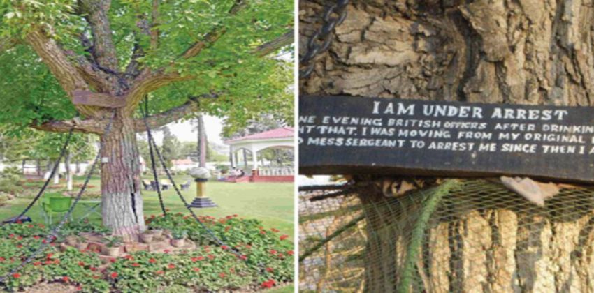 الشجرة المعتقَلة