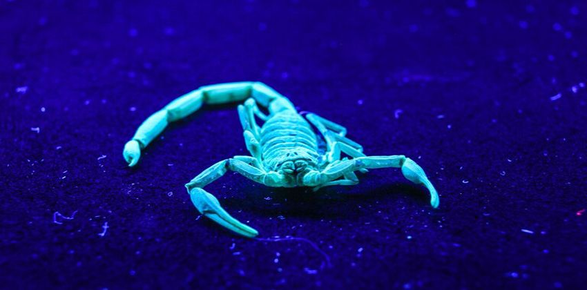 عقرب من عصور ما قبل التاريخ