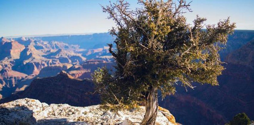 نبات العوسج