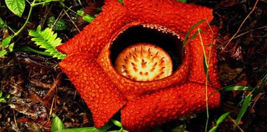 زهرة ذات رائحة كريهة