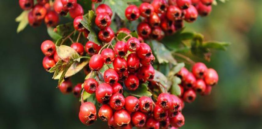 نبات الزعرور