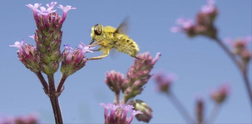 التنوع البيولوجي
