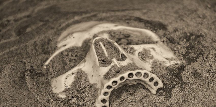 أول كائن بشري