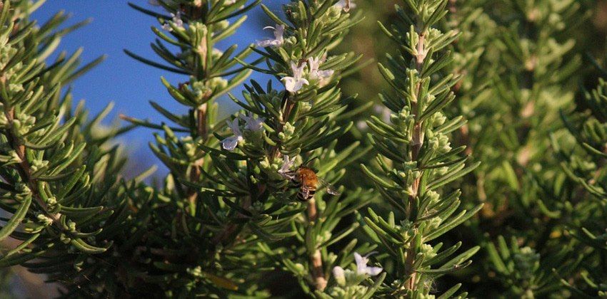 إكليل الجبل