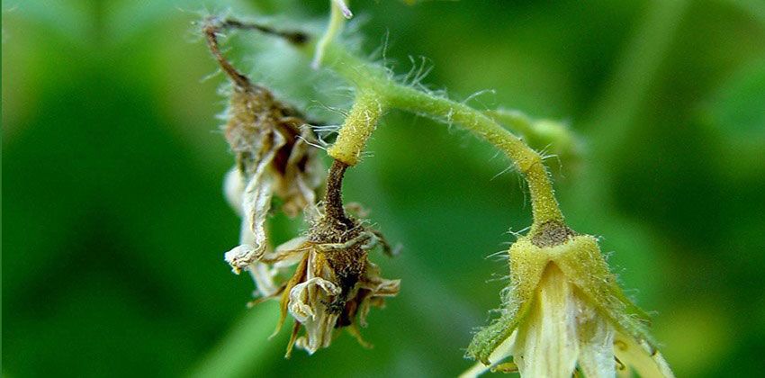 أشجار الفاكهة