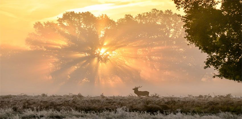 أفضل صور عام 2019