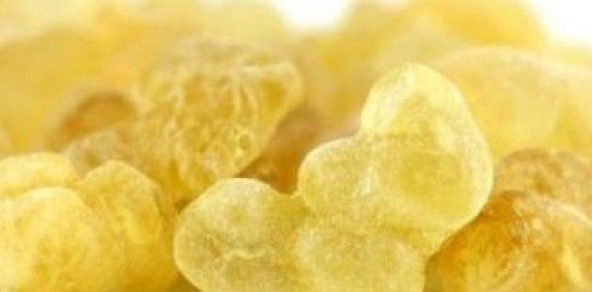 علك الصنوبر