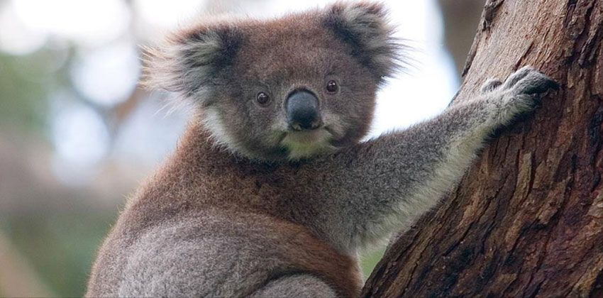 حرائق أستراليا