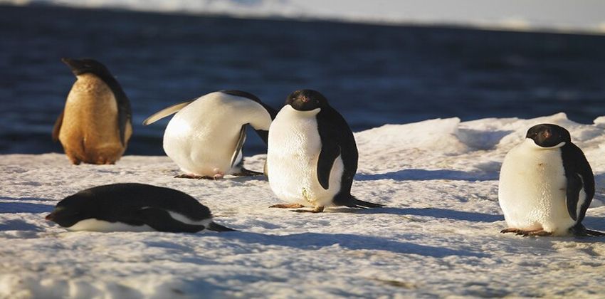 القارة القطبية الجنوبية