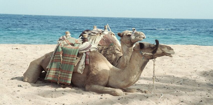 غازات كربوهيدراتية