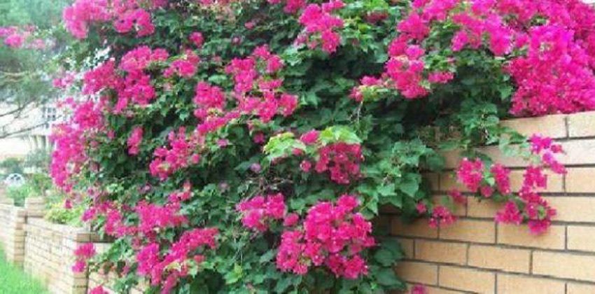 النباتات المنزلية