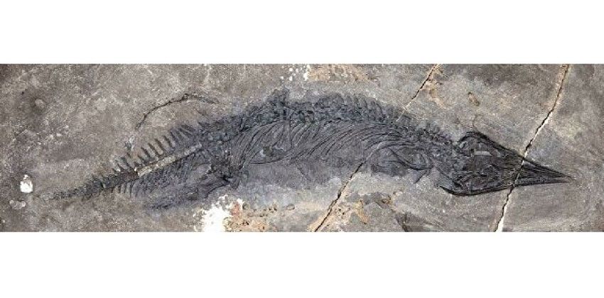 حيوان Talatosaurus