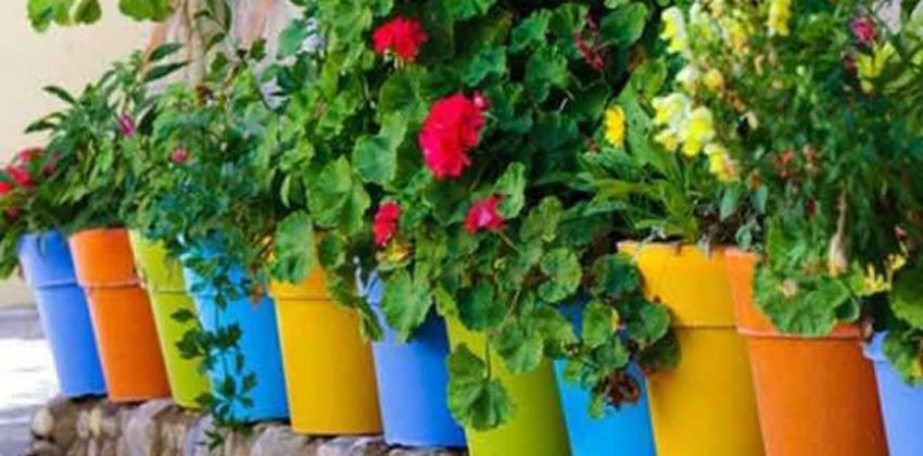 النباتات المنزلية