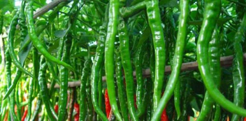 الفلفل الأخضر