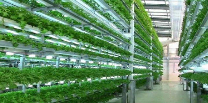 الزراعة بدون تربة